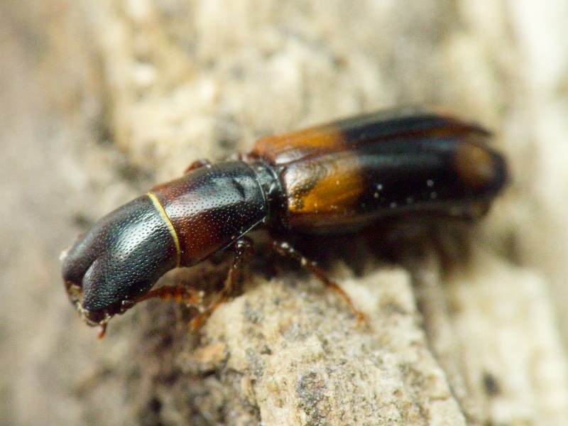 Nemozoma caucasicum Ménétriés, 1832